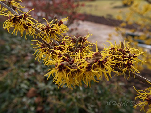 Hamamelis Orange Beauty.JPG